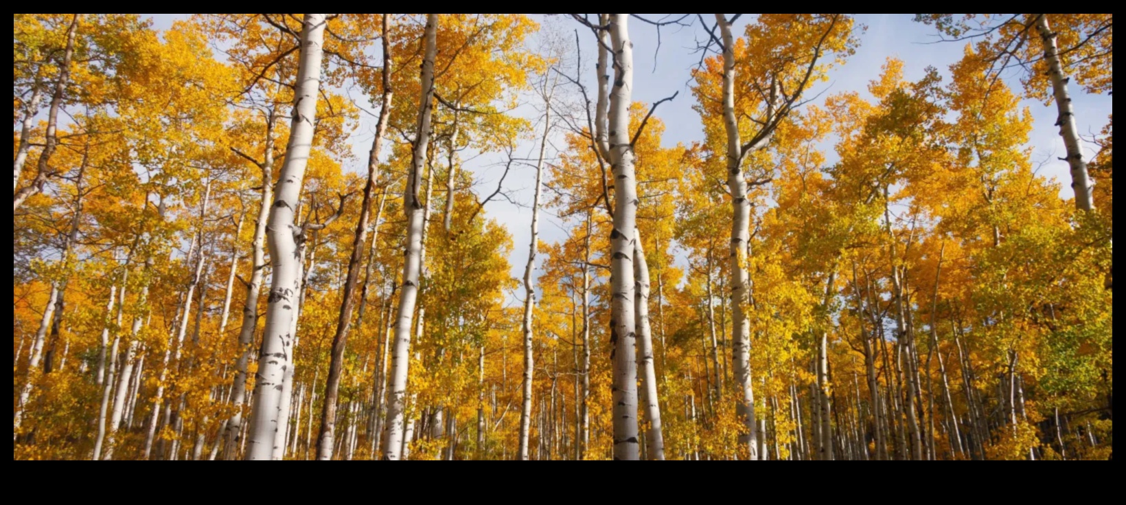 السمفونية الموسمية: جمال البستنة المتغير باستمرار