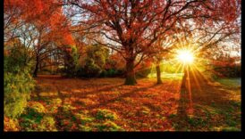 الشيء العظيم في البستنة السيمفونية الموسمية المتغير بانتظام 4 السمفونية الموسمية: جمال البستنة المتغير باستمرار