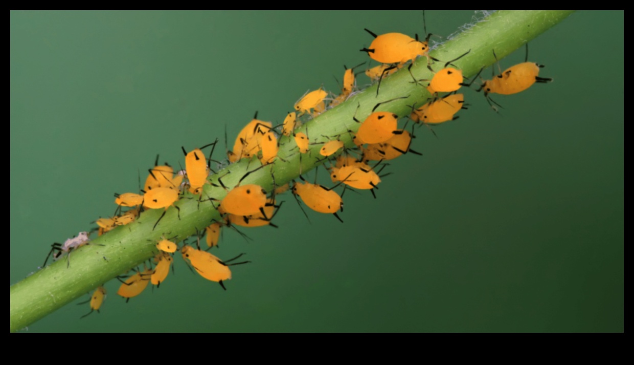 الخضر تحت الحصار؟ إتقان فن مكافحة الآفات