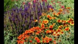 روعة موسمية: نصائح لحديقة ملونة على مدار السنة