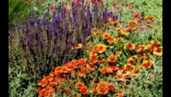 روعة موسمية: نصائح لحديقة ملونة على مدار السنة