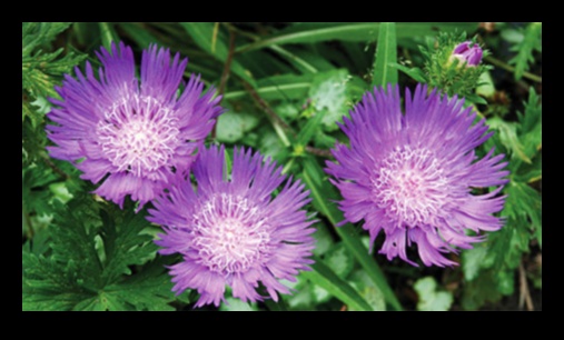 روعة موسمية: نصائح مصممة للعناية بالحديقة